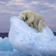 Polar bear sleeping on tiny iceberg drifting in Arctic sea captured in heartbreaking photo