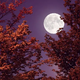 Full moons of 2024: Names, dates and everything you need to know