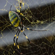 Giant, invasive Joro spiders with 6-foot webs could be poised to take over US cities, scientists warn