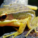 Why is a mushroom growing on a frog? Scientists don't know, but it sure looks weird