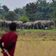 India Has an Elephant Poaching Problem. Alia Bhatt’s New Series Takes a Closer Look