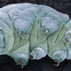What are tardigrades and why are they nearly indestructible?