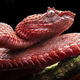 Snakes are built to evolve at incredible speeds, and scientists aren't sure why