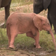 Watch a rare pink albino elephant baby playing by a waterhole in adorable footage