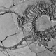 Stunning 240 million-year-old 'Chinese dragon' fossil unveiled by scientists