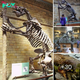 The fossil of an ancient giant sloth weighing 500 pounds, roamed Ice Age America and even roamed underwater caves!