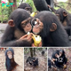 Touching Bonds: Rescued Baby Chimps Embrace Their Newest Friend, Saved from Torment and Neglect, in Heartwarming Display of Affection