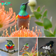The Stunning Plumage of the Southern Double-Necked Sunbird: A Symphony of Colors
