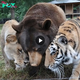 Aww A Lion, A Tiger, and A Bear Make A Great Friendship with Touching Bond After Being Rescued From Abusive Owners