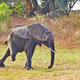 The three-legged elephant is full of energy, overcoming difficulties to survive in the natural world /b