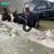 A colossal sturgeon, dubbed a ‘monster,’ was pulled from the Fraser River, tipping the scales at over 800 lbs. and potentially boasting a century of age