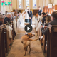 Unexpected Reunion: Lucky’s Touching Return After 400 Days, Transforming His Owner’s Wedding into an Emotional Journey Home