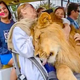f.Majestic lion kisses an old woman on a tour bus in Yellowstone National Park, USA.f