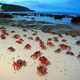 S29. Mesmerizing Spectacle: Millions of Red Crabs Gather for Enchanting Mating Ritual, Transforming Christmas Island into a Stunning Natural Wonder. S29