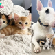 “Empowered by a Dog’s Care: Three Undernourished Kittens Blossom into Stunning Cats”.S8