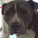 Viet..  “Moving Footage: Tearful Dog Abandoned by Family Tugs at Heartstrings in Shelter.”.. Viet