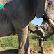 SAO. “Soulful Bond: Elephant Jabu Obeys with Trust as Conservationist Administers Antibiotic Drops – A Touching Moment of Connection.”.SAO