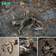 Heartbreaking Moment: Loyal Dog Stays by Mother’s Almost Decomposed Body in an Emotionally ѕtіггіпɡ Display