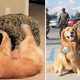 LG Touching Reunion Unveiled: Dog’s Emotional Response to Marine Mom’s Surprise Homecoming, Caught on Camera