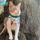 NS. Meet Fawkes:   The handsome blind cat, who was rescued from a shelter, now enjoys the adventurous life.