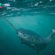 Narwhals Can ‘See’ Unlike Any Other Animal on Earth KS