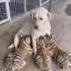SR “Remarkable Connection: Heartfelt Story Captivates the Internet as Brave Mother Dog Embraces Three Abandoned Tiger Cubs, Revealing an Astonishing Bond!” SR