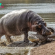 SAO. “Regretful Encounter: Crocodile Faces Painful Struggle in Hippo’s Jaws After Misjudging Proximity to Newborn Hippo – The Swamp King’s Mistake.”.SAO