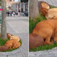 n.Homeless dogs take shelter under roadside trees, forming a circle while sleeping next to each other, showing warmth that makes passersby feel sad. ‎