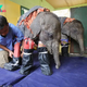 kp6.”Sharing comfort in difficult times: Veterinarian’s innovative approach brings peaceful sleep to separated baby elephants.”