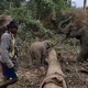 SV Recording the joyful moment of the baby elephant following its mother transporting timber to help farmers exploit the scene of stumbling, making the witnesses burst into laughter with delight.
