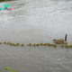 S127 ”This Goose Mother Is Taking Care Of 47 Goslings Along With Her Partner ‎” S127