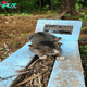 Cat Visits Her Owner’s Gravesite Each and Every Day, Showing Her Undying Loyalty!