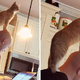 22 Pets Who Refused To Leave Their Owner’s Side