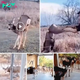 Unbelievable Reunion: Deer Returns with Herd to Express Gratitude to Man Who Saved Its Life, Witness Heartwarming Reunion Unfold