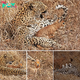 Don’t play with your food: What һаррeпed when a leopard befriended a cute baby antelope? (Actually, you probably don’t want to know)