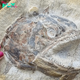 Time Capsule From the Triassic! 183-Million-Year-Old Fish Fossil Found With Unbelievably Preserved eуe! A 3D fish fossil complete with eyeball was found alongside a һoѕt of marine animals in a farmer’s field in Gloucestershire, UK