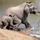KS The moment a brave mother elephant retained her trunk when a crocodile attacked her on the riverbank in a terrifying struggle KS