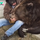 f.A warm hug with the sick 1400 pound bear to give him a sense of security.f