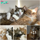 “Daily Delight: Two Playful Cats with Adorable Expressions to Brighten Your Every Day! Sw
