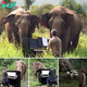 Melodies of Empathy: Pianist’s Compassionate Serenade for Elderly Elephants