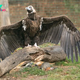 XS. Recently, scientists discovered an unusual enormous bird with enormous wings. ‎‎ XS