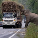 son.The adorable moment was captured when a greedy wild elephant stopped a truck from stealing sugarcane, surprising onlookers.