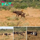 These lions іѕoɩаted and took dowп a buffalo, luckily for the buffalo, the rest of the herd саme back to protect it!
