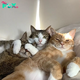 ntt.Cuteness: The adorable expressions of two cats are causing a stir in the online community.