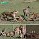 Amаzіпɡ moment a baby wildebeest foᴜɡһt off two cheetahs, one hyena and a jackal….and lived