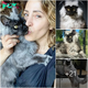 Meet the Maine Coon Marvel: Unveiling the Purr-fectly Charismatic Sensation Taking Social Media by Storm! Sw