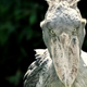 Shoebill: The human-sized African bird that eats baby crocodiles and kills its siblings
