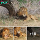Lamz.Roaring Softly: Introducing the Gentle Giant, a 250KG Male Lion with the Heart of a Kitten
