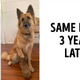 20 Before And After Pics That Remind Us Why We Love Our Pets So Much