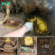 So Lucky and…! Unearthing a Golden Treasure Amidst feгoсіoᴜѕ ⱱeпomoᴜѕ Snakes